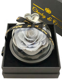 Fairy Tale Rose