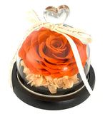 Fairy Tale Rose