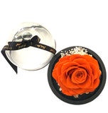 Fairy Tale Rose